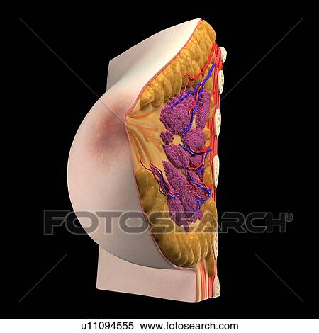 Stock Illustration - Breast anatomy, artwork. Fotosearch