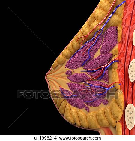 Breast anatomy, artwork View Large Illustration Stock Illustration - Breast anatomy, artwork. Fotosearch