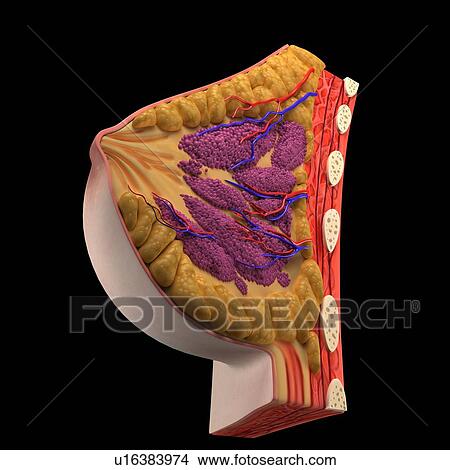 Breast anatomy, artwork View Large Illustration Stock Illustration - Breast anatomy, artwork. Fotosearch