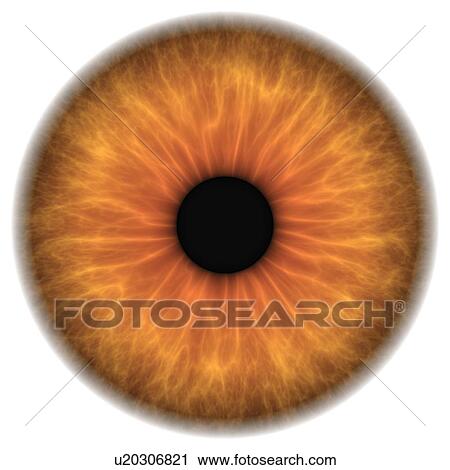 Clip Art - Brown eye, artwork. Fotosearch