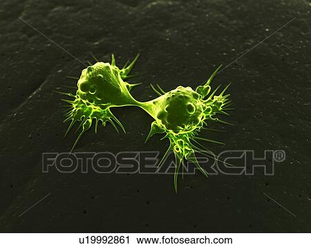 Clip Art - Cancer cells dividing, artwork. Fotosearch