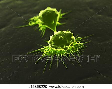 Clipart - Cancer cells dividing, artwork. Fotosearch