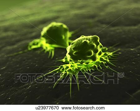 Cancer cells dividing, artwork View Large Illustration Clipart - Cancer cells dividing, artwork. Fotosearch