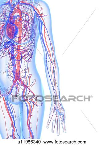 Clipart - Cardiovascular system, artwork. Fotosearch
