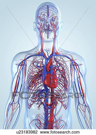 Cardiovascular system, artwork View Large Illustration Drawing - Cardiovascular system, artwork. Fotosearch