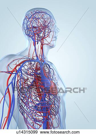 Cardiovascular system, artwork View Large Illustration Stock Illustration - Cardiovascular system, artwork. Fotosearch