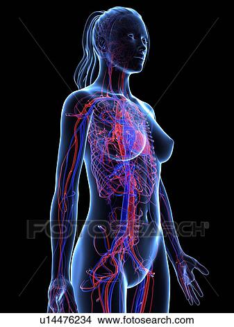 Stock Illustration - Cardiovascular system, artwork. Fotosearch
