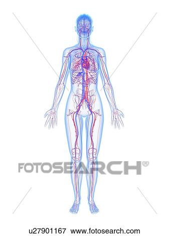 Stock Illustration - Cardiovascular system, artwork. Fotosearch