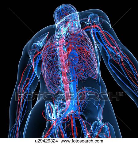 Cardiovascular system, artwork View Large Illustration Stock Illustration - Cardiovascular system, artwork. Fotosearch