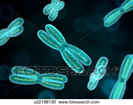 Clipart - Chromosomes, artwork. Fotosearch