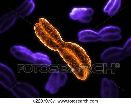 Chromosomes, artwork View Large Illustration Stock Illustration - Chromosomes, artwork. Fotosearch
