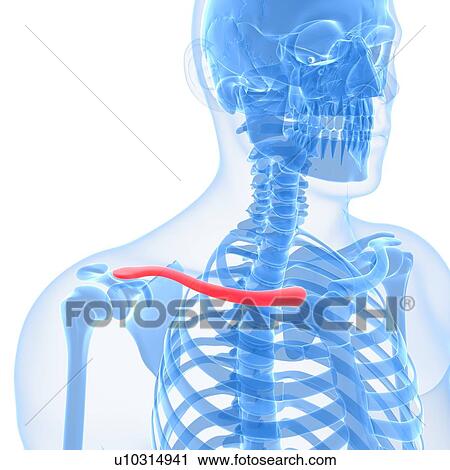 Clip Art - Collar bone, artwork. Fotosearch