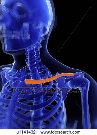 Clip Art - Collar bone, artwork. Fotosearch