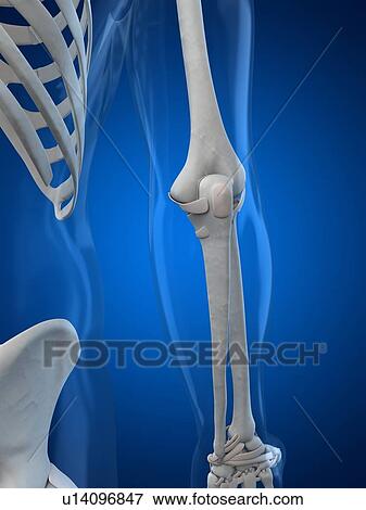 Elbow, artwork View Large Illustration Stock Illustration - Elbow, artwork. Fotosearch