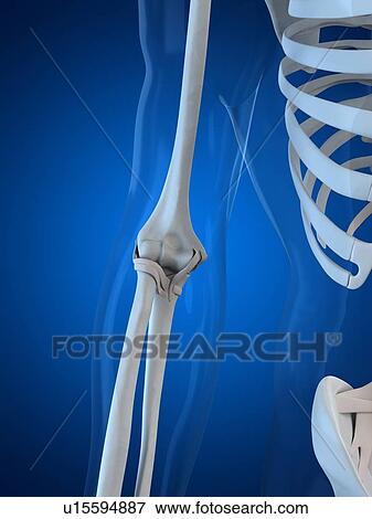 Elbow, artwork View Large Illustration Stock Illustration - Elbow, artwork. Fotosearch