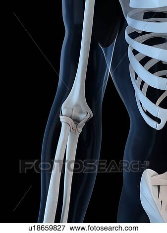 Elbow, artwork View Large Illustration Stock Illustration - Elbow, artwork. Fotosearch