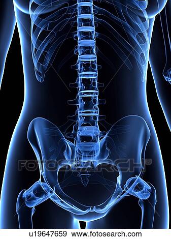 Stock Illustration - Female abdomen, artwork. Fotosearch