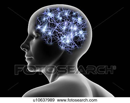 Stock Illustration - Female head and nerve cells, artwork. Fotosearch