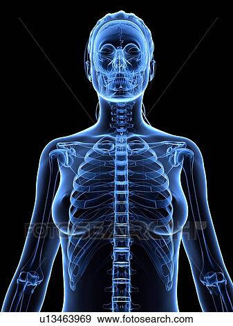 Stock Illustration - Female upper body, artwork. Fotosearch
