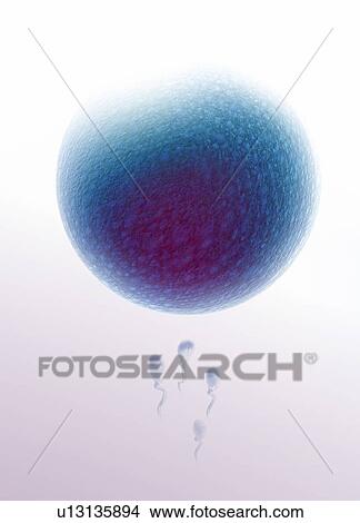 Stock Illustration - Fertilisation, artwork. Fotosearch