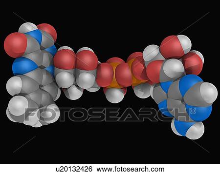 Flavin adenine dinucleotide FAD molecule View Large Illustration Stock Illustration - Flavin adenine dinucleotide FAD molecule. Fotosearch