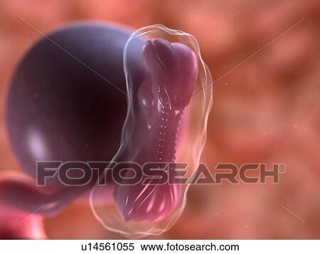 Stock Illustration - Foetus at 5 weeks, artwork. Fotosearch