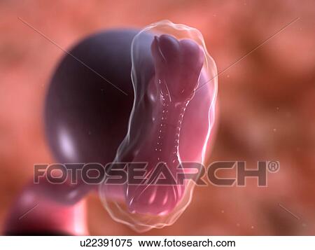 Stock Illustration - Foetus at 5 weeks, artwork. Fotosearch