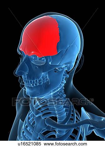 Frontal bone, artwork View Large Illustration Stock Illustration - Frontal bone, artwork. Fotosearch
