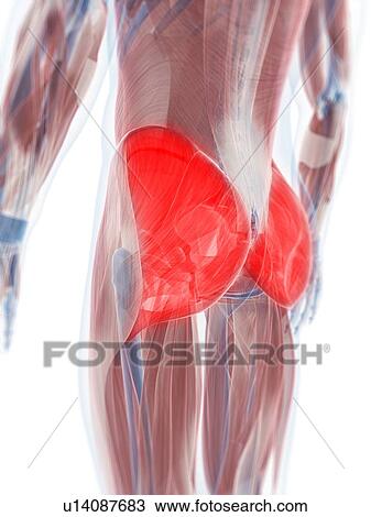 Gluteus maximus muscle, artwork View Large Illustration Drawing - Gluteus maximus muscle, artwork. Fotosearch