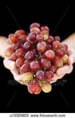 Drawing - Grapes. Fotosearch
