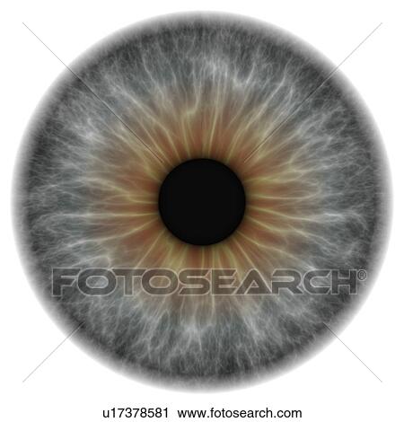 Grey eye, artwork View Large Illustration Clip Art - Grey eye, artwork. Fotosearch