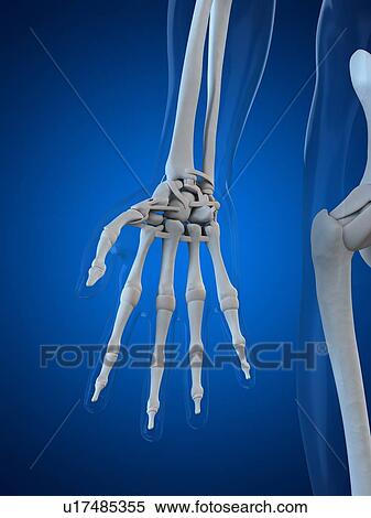 Hand bones, artwork View Large Illustration Stock Illustration - Hand bones, artwork. Fotosearch