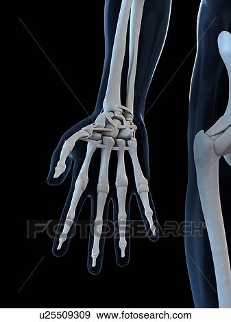 Stock Illustration - Hand bones, artwork. Fotosearch
