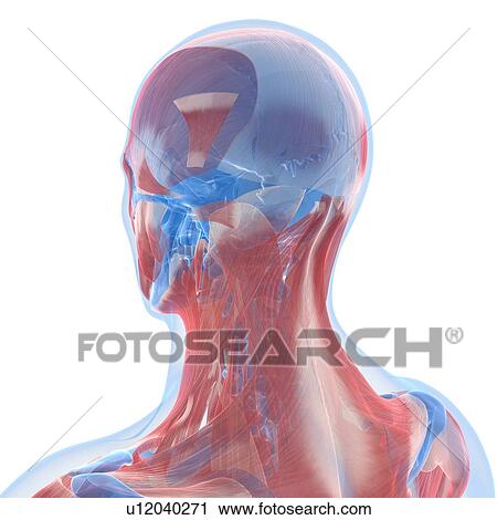 Head anatomy, artwork View Large Illustration Clip Art - Head anatomy, artwork. Fotosearch