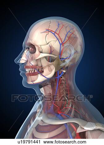 Clip Art - Head anatomy, artwork. Fotosearch