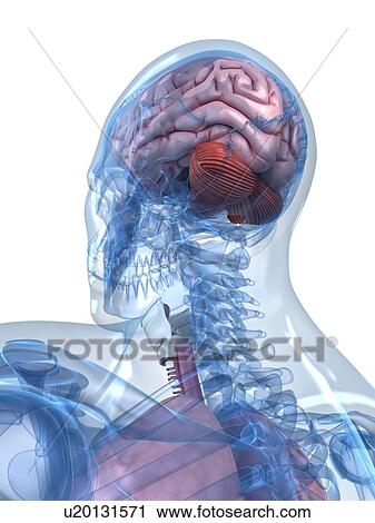 Head anatomy, artwork View Large Illustration Clip Art - Head anatomy, artwork. Fotosearch
