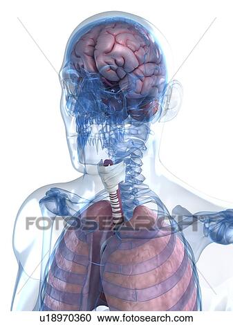 Head anatomy, artwork View Large Illustration Clipart - Head anatomy, artwork. Fotosearch