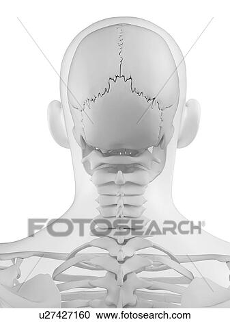 Clipart - Head anatomy, artwork. Fotosearch