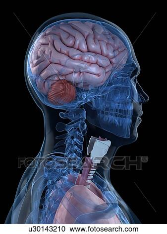 Clipart - Head anatomy, artwork. Fotosearch