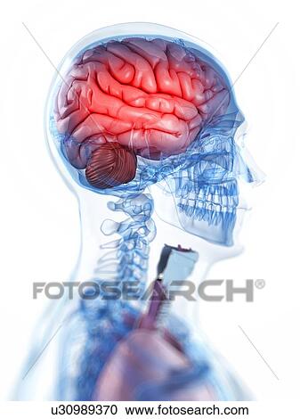 Head anatomy, artwork View Large Illustration Clipart - Head anatomy, artwork. Fotosearch