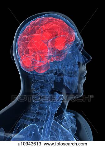 Head anatomy, artwork View Large Illustration Drawing - Head anatomy, artwork. Fotosearch