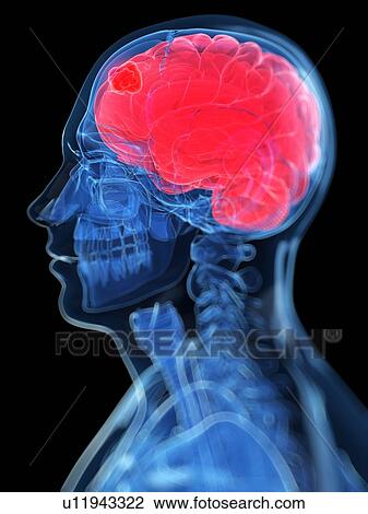 Head anatomy, artwork View Large Illustration Drawing - Head anatomy, artwork. Fotosearch