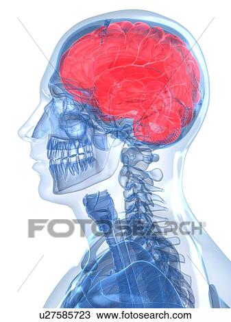 Head anatomy, artwork View Large Illustration Drawing - Head anatomy, artwork. Fotosearch
