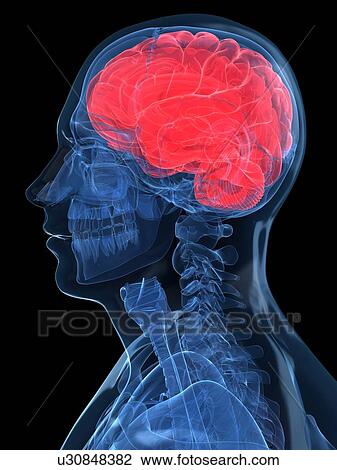 Head anatomy, artwork View Large Illustration Drawing - Head anatomy, artwork. Fotosearch