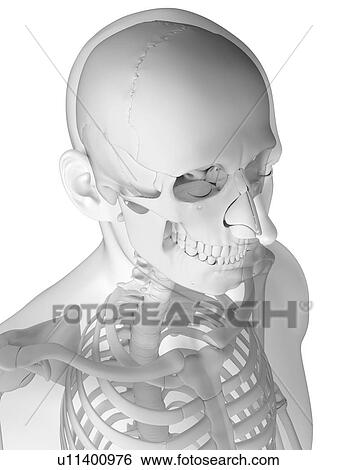 Stock Illustration - Head anatomy, artwork. Fotosearch