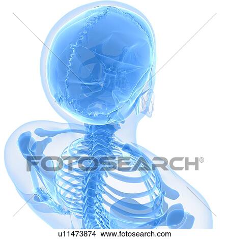Head anatomy, artwork View Large Illustration Stock Illustration - Head anatomy, artwork. Fotosearch