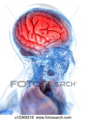 Stock Illustration - Head anatomy, artwork. Fotosearch