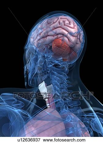 Stock Illustration - Head anatomy, artwork. Fotosearch