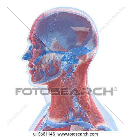 Stock Illustration - Head anatomy, artwork. Fotosearch