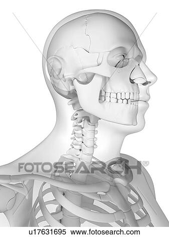 Head anatomy, artwork View Large Illustration Stock Illustration - Head anatomy, artwork. Fotosearch